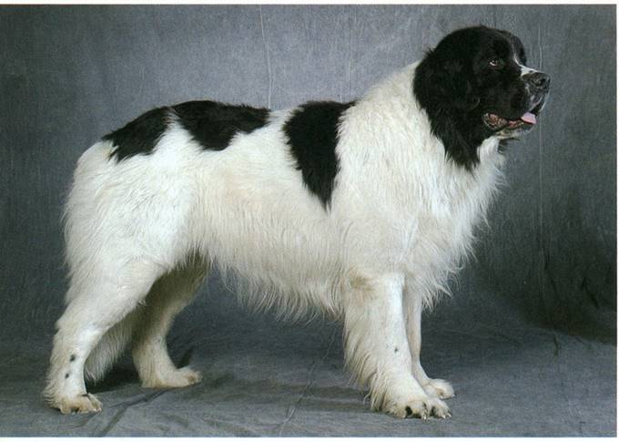 Landseer