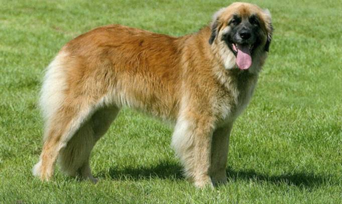 Leonberger