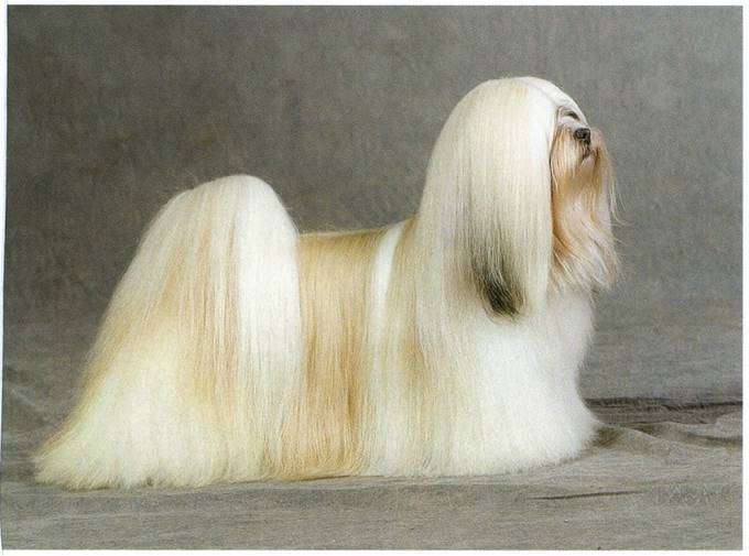 Lhasa apso