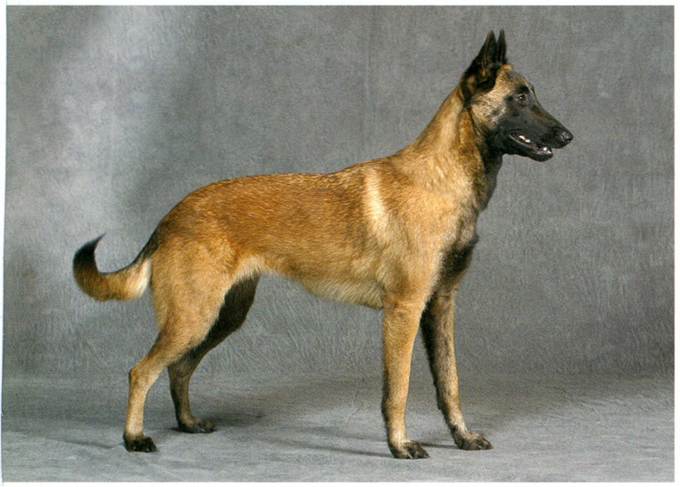 Malinois