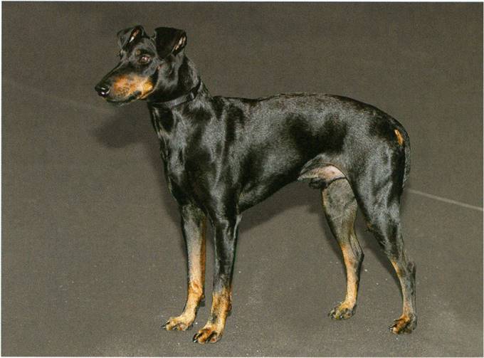 Manchester terrier