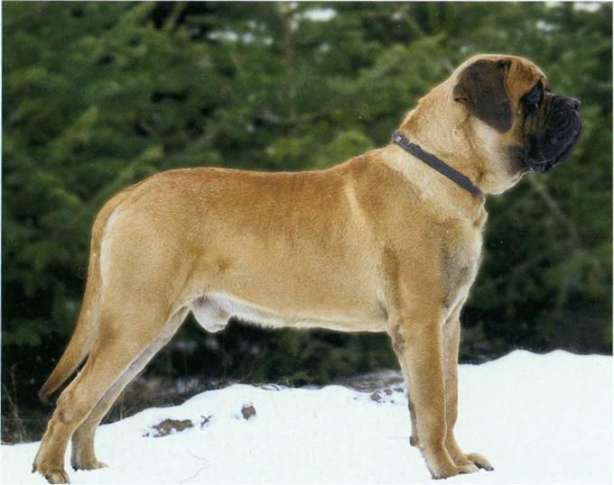 Mastiff