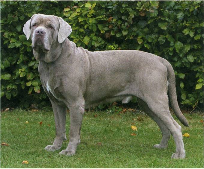 Mastino napoletano