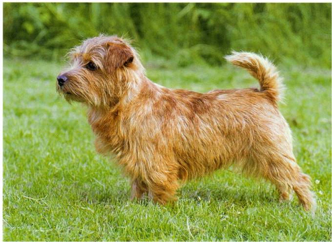 Norfolk terrier