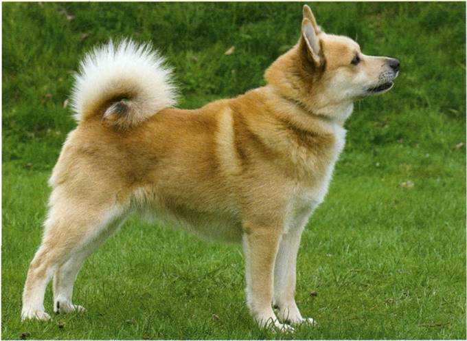 Norsk buhund