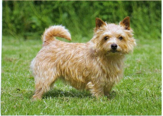 Norwich terrier