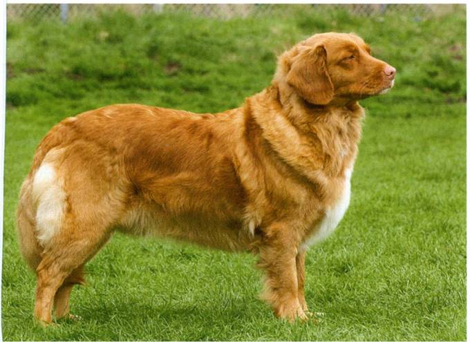 Nova scotia duck tolling retriever