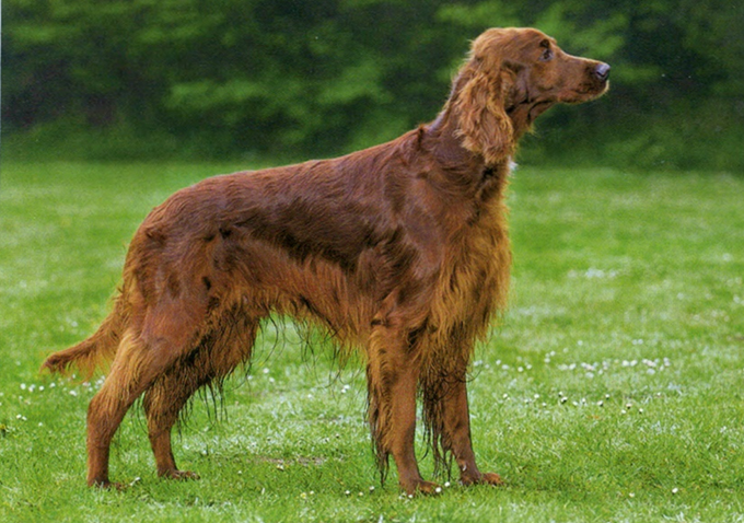 Irsk setter / irsk rød og hvid setter