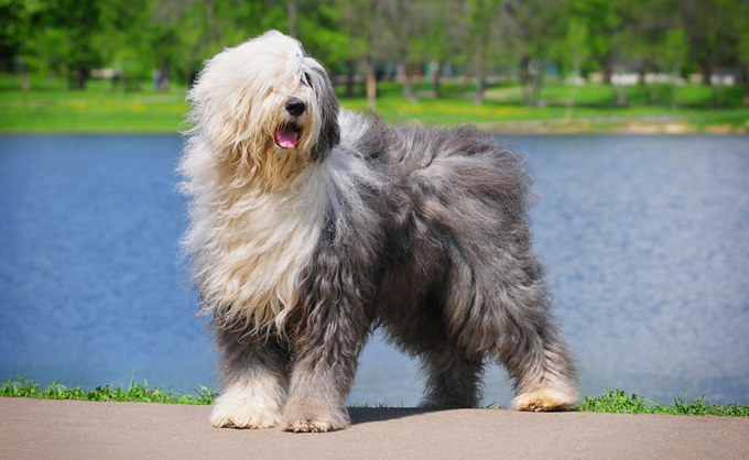 Old english sheepdog