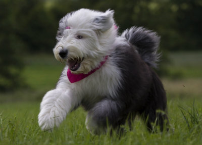 Old english sheepdog