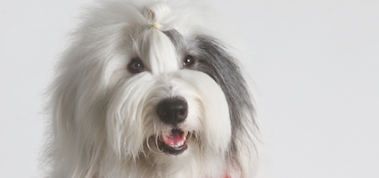 Old english sheepdog