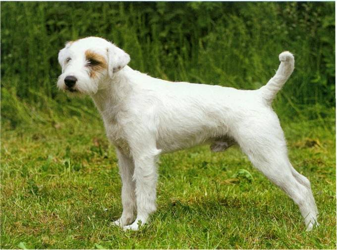 Parson Russell terrier