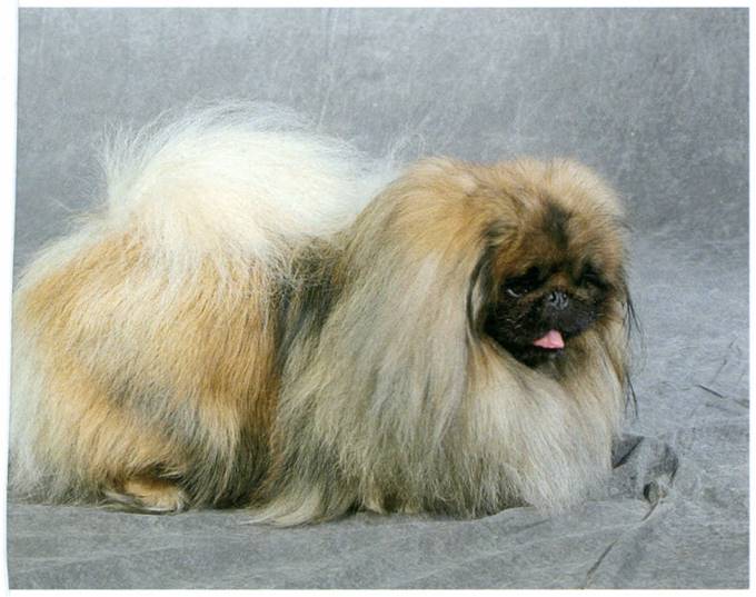 Pekingeser