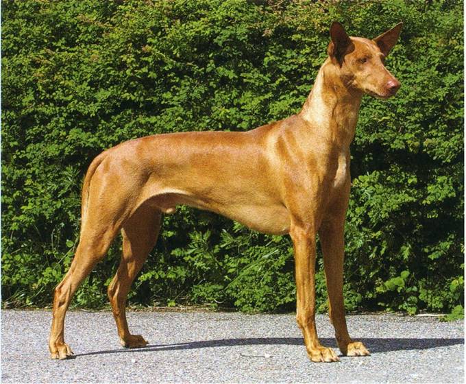 Pharaoh hound