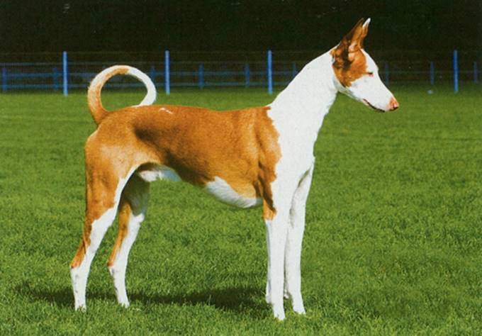 Podenco ibicenco