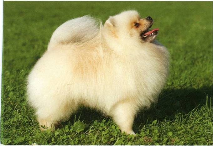 Pomeranian