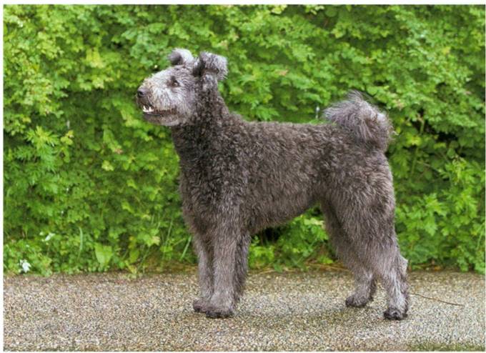 Pumi