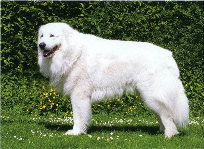 Pyreneerhund