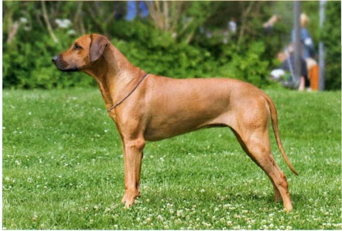 Rhodesian ridgeback