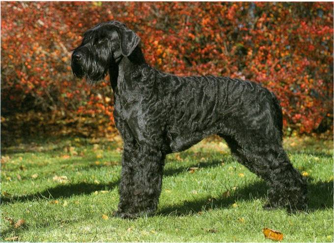 Riesenschnauzer