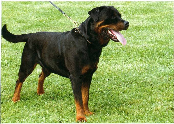 Rottweiler