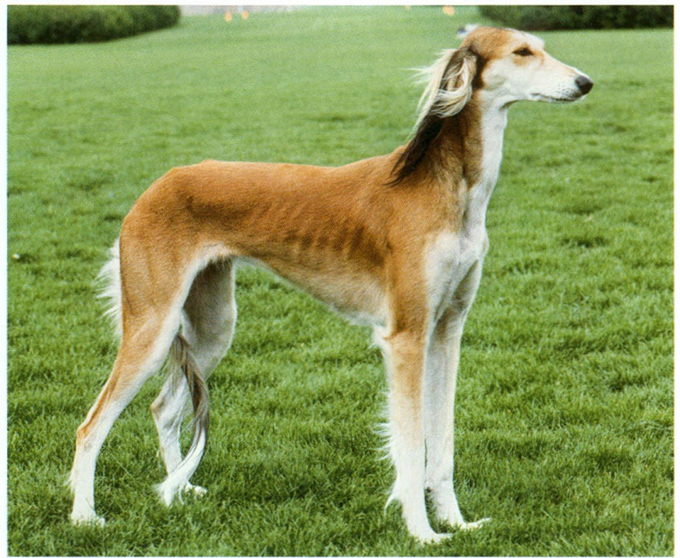 Saluki