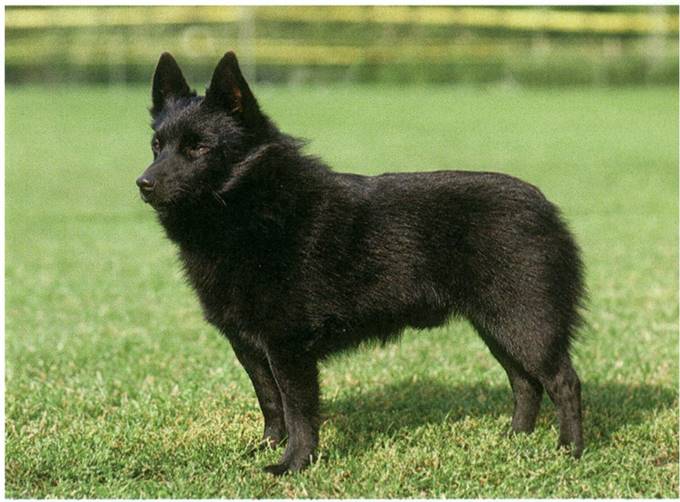 Schipperke