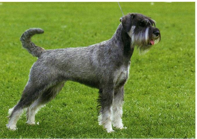 Schnauzer