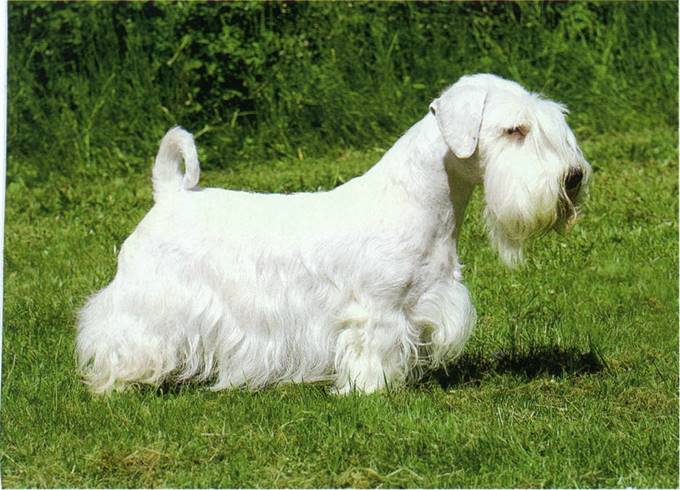 Sealyham terrier