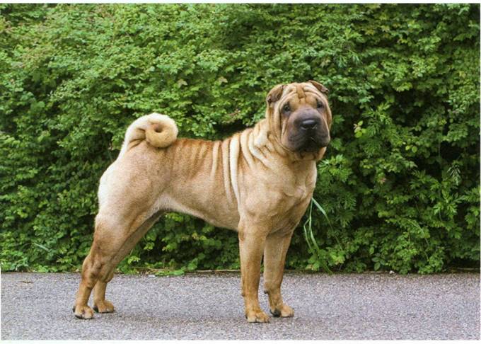 Shar pei