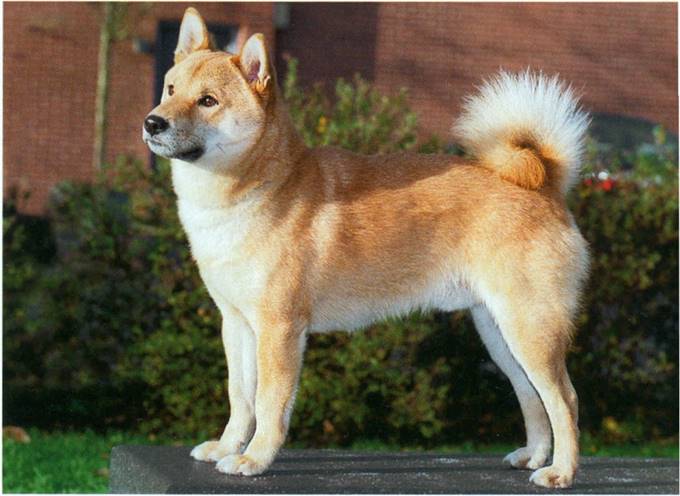 Shiba