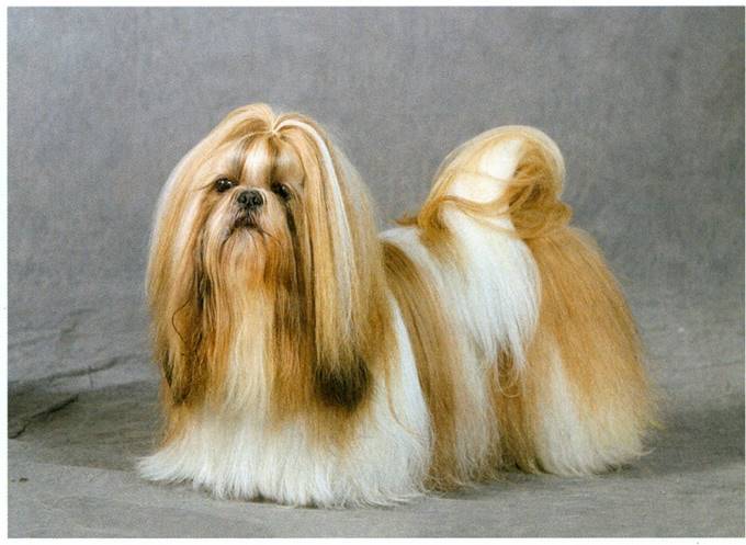 Shih tzu