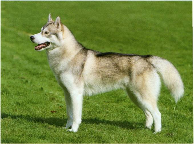 Siberian husky