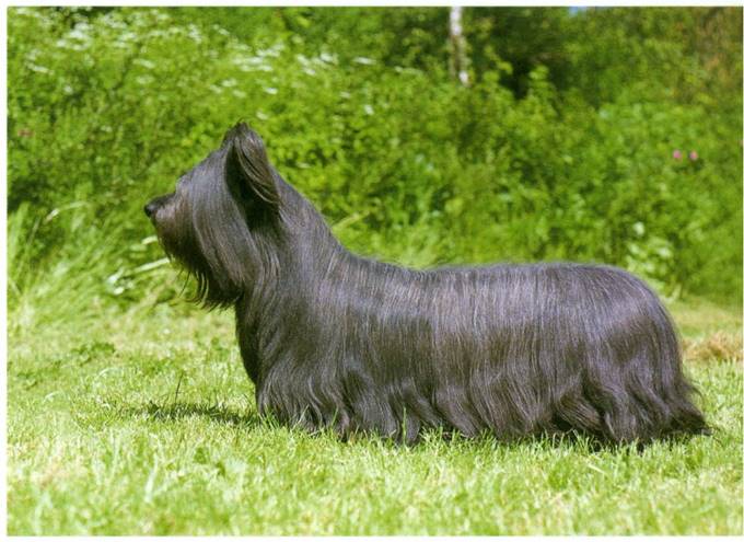 Skye terrier