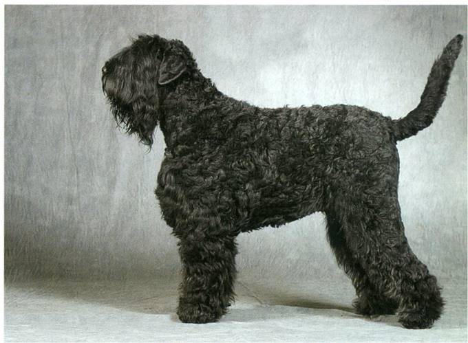 Sort russisk terrier