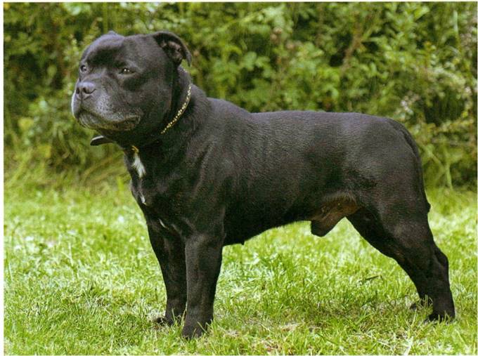 Staffordshire bull terrier