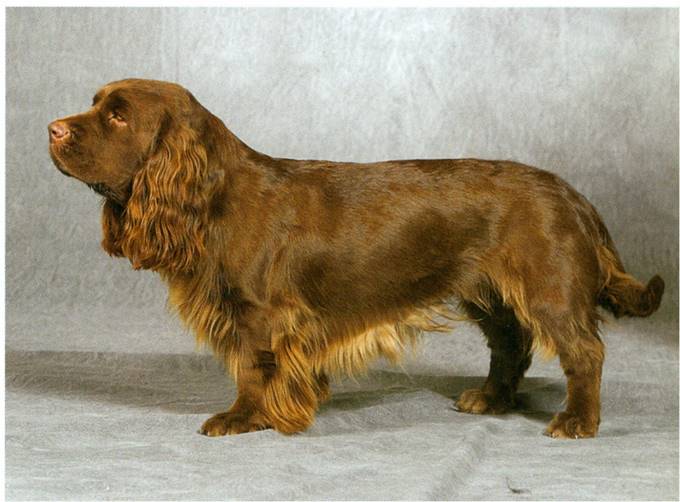 Sussex spaniel