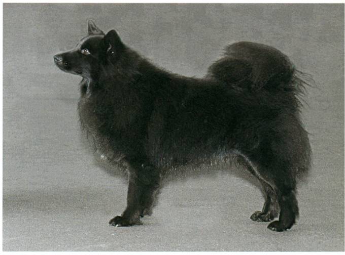 Svensk lapphund