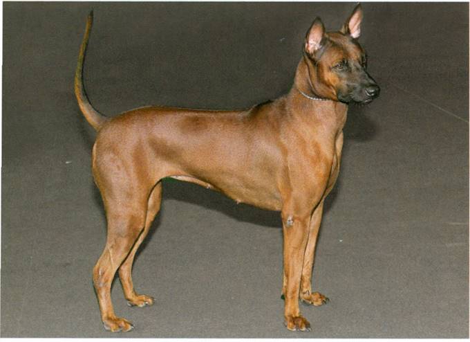 Thai ridgeback dog