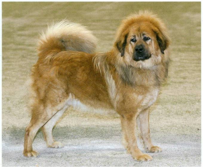 Tibetansk mastiff