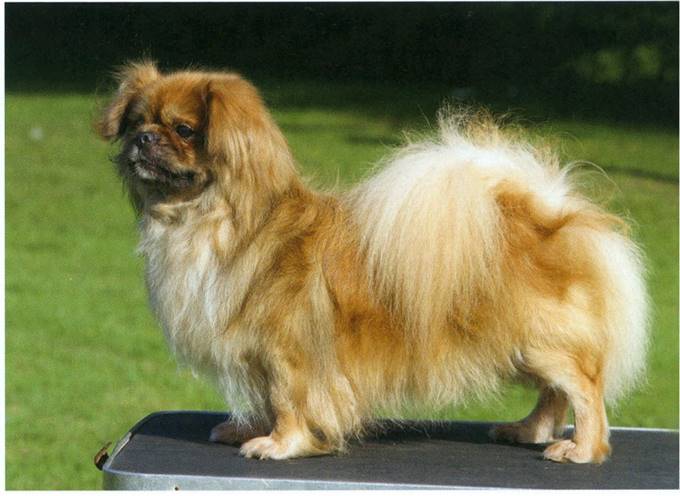 Tibetansk spaniel