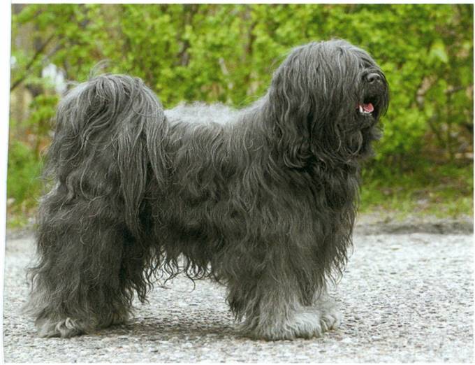 Tibetansk terrier