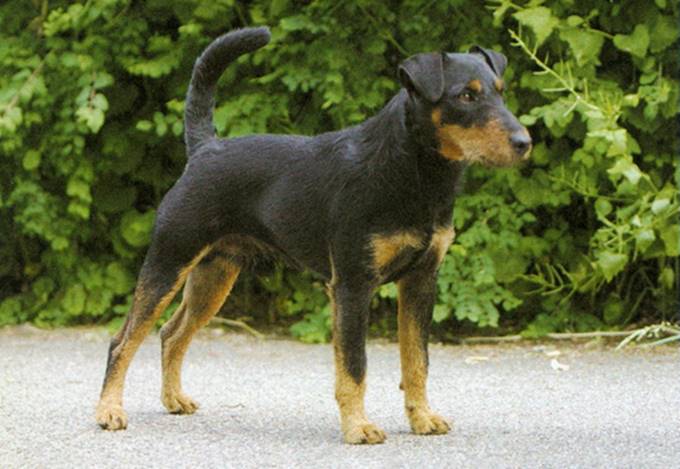 Tysk jagtterrier