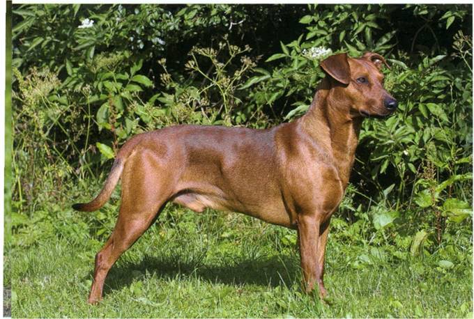 Tysk pinscher