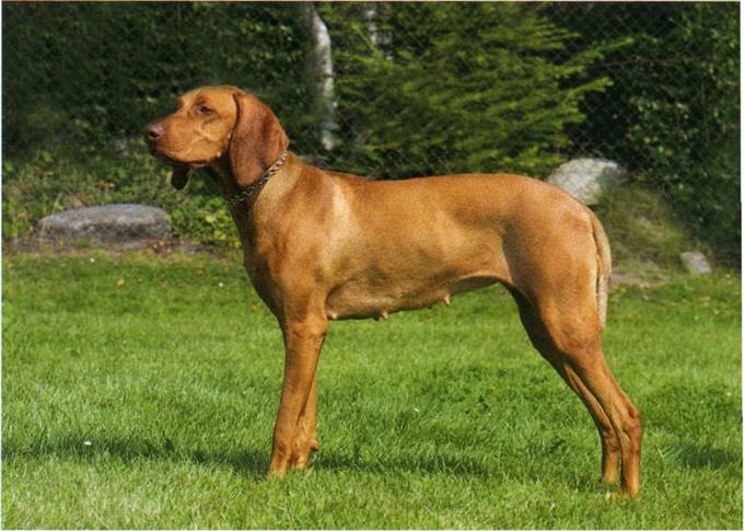 Vizsla