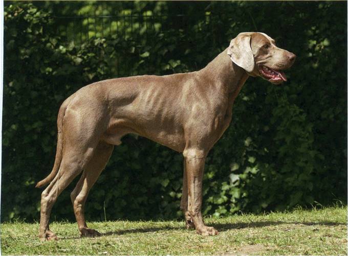 Weimaraner