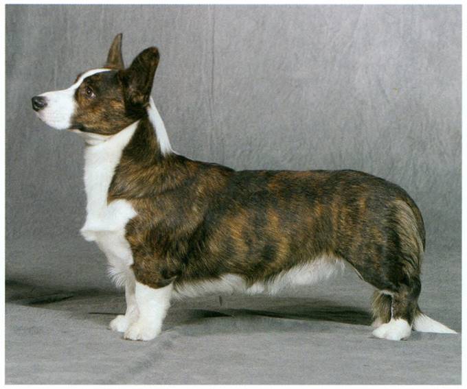 Welsh corgi cardigan