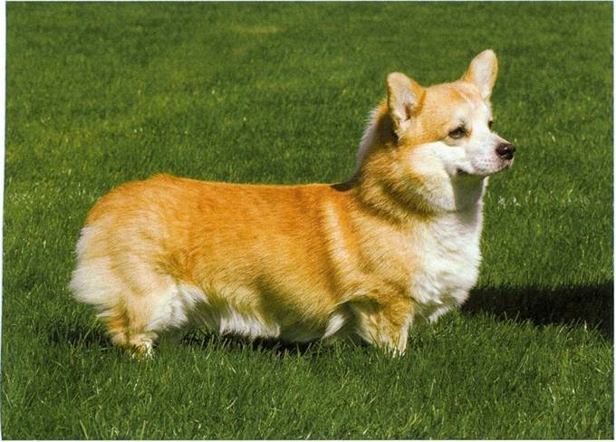 Welsh corgi Pembroke