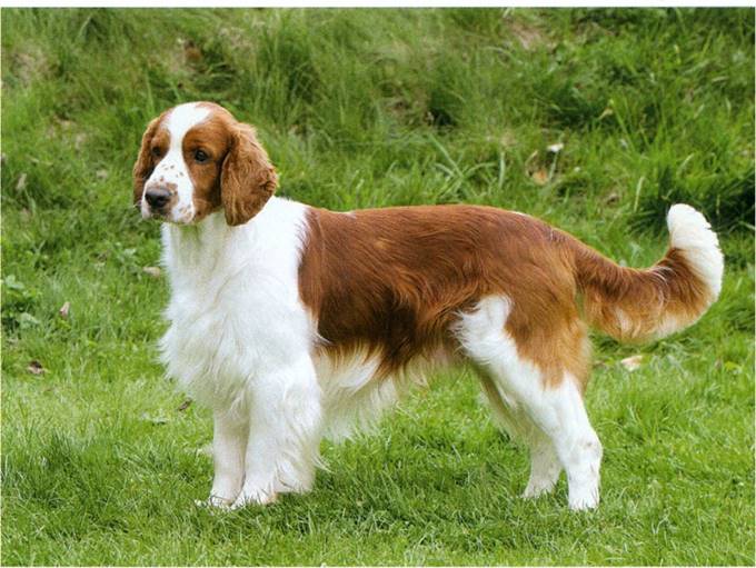 Welsh springer spaniel