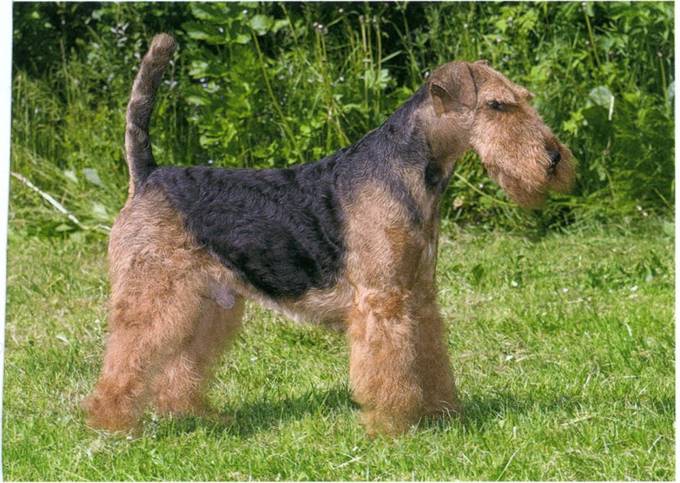 Welsh terrier